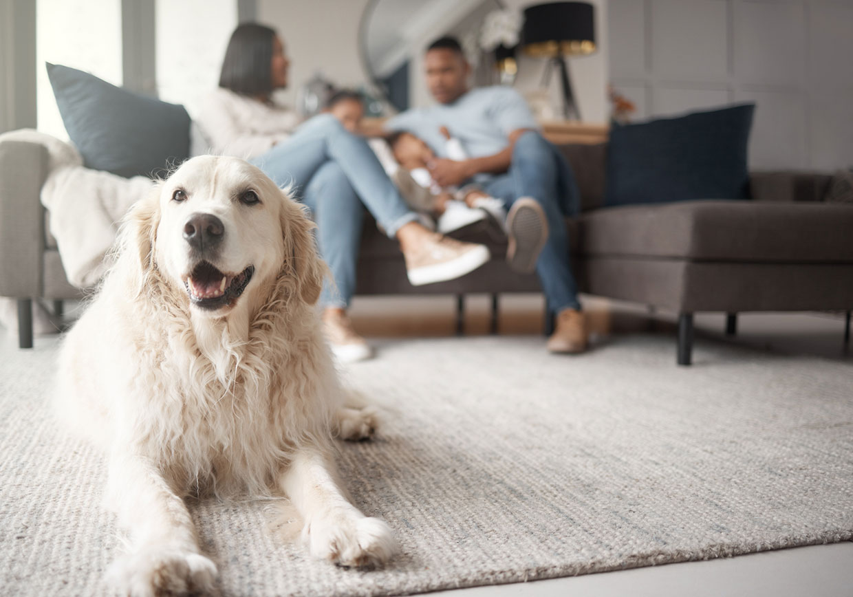 Happy dog in front of couple on couch